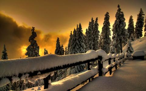 冬季，云杉，树木，枞树，积雪，雪，雪堆