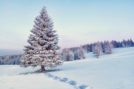 自然，景观，森林，树，雪，雪花，冬天