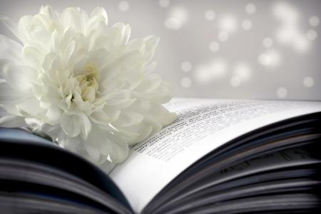 花，菊花，白色，书，页面，散景
