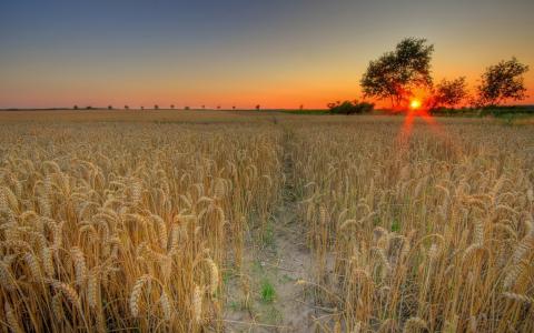 场，日落，太阳，小麦
