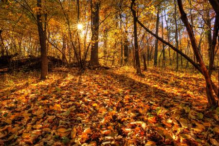 树木，森林，叶子，秋天