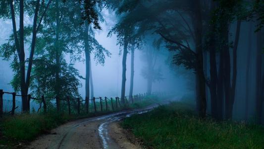 道路，在森林里雾