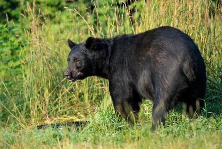 美国黑熊，捕食者，草，熊