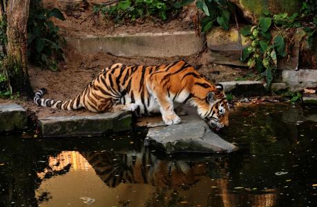老虎，阿穆尔虎，野猫，池塘，浇水，倒影