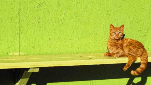 猫，坐，开，一，长凳，壁纸