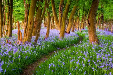 自然，春天，森林，路径，树木，鲜花，钟声，苏塞克斯，英格兰