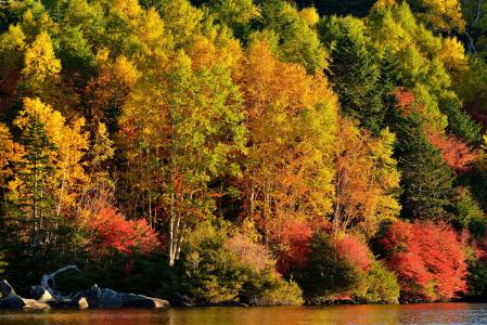 秋天，秋天，树木，性质