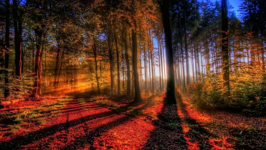 森林，光，日落，树木