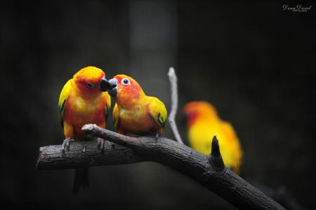 情侣，鸟类，树枝