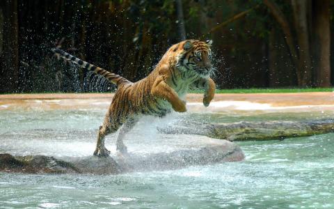 跳过水，老虎