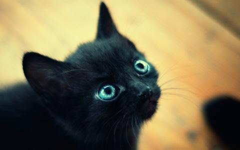 黑色的小猫，小耳朵