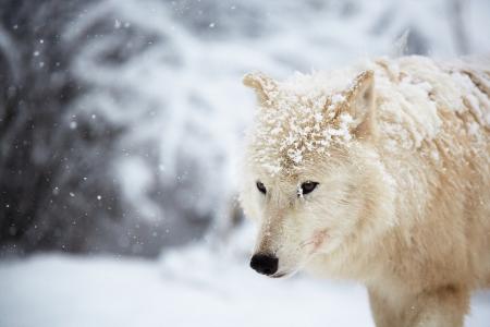 北极狼，狼，动物，冬天，雪