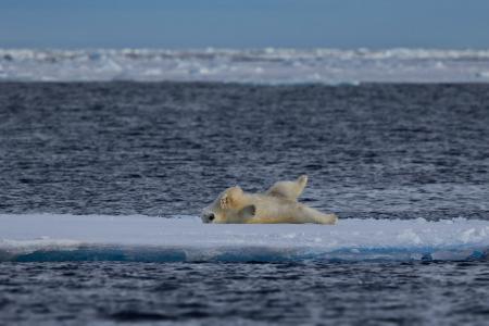 南极洲，浮冰，熊，白，说谎，快乐，白熊