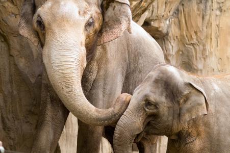 大象，妈妈和幼仔，照顾，亲密，沟通