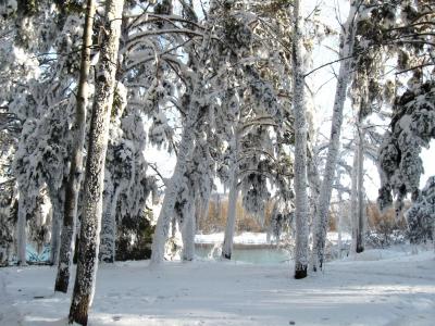 冬天，雪，树木