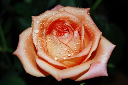 玫瑰，为了你，爱