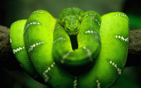 蛇，树，绿色，分支