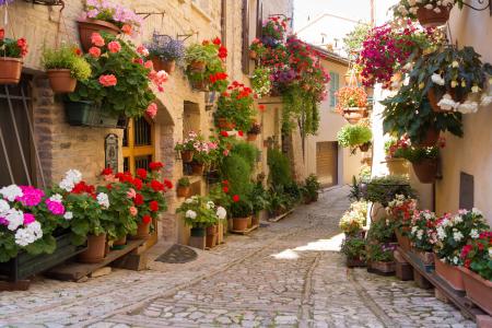 希腊，城市，鲜花