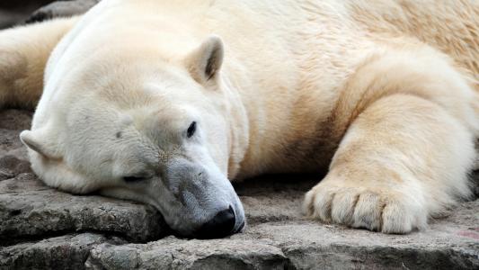 北极熊，休息