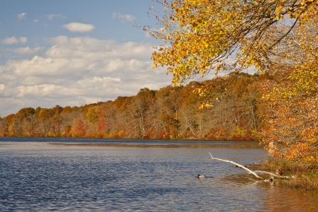 秋天，湖，树，景观