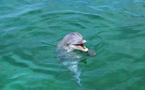 一只海豚偷看，水