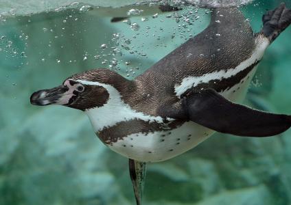 企鹅洪堡，游泳者，水，气泡，企鹅