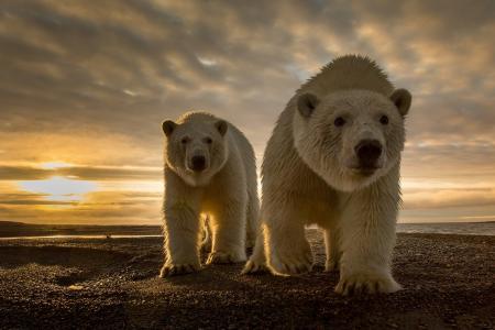 熊，北极熊，日落，云，阿拉斯加