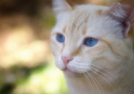 猫，猫，脸，蓝色的眼睛，肖像