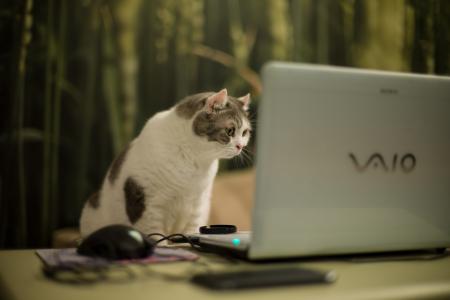 кошка，笔记本，笔记本电脑，VAIO