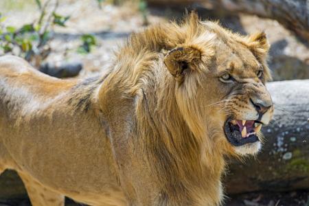 狮子，年轻，野猫，捕食者，枪口，鬃毛，笑容，嘴巴，f牙，鬼脸，怒吼，愤怒