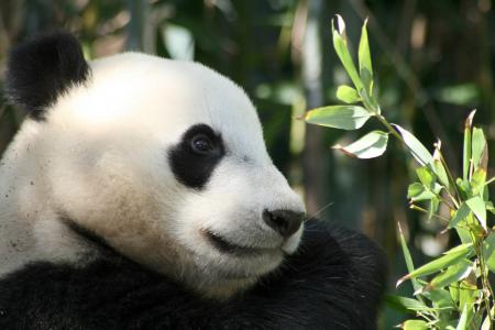 呆萌可爱的大熊猫