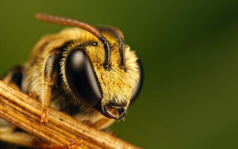 蜜蜂，触角