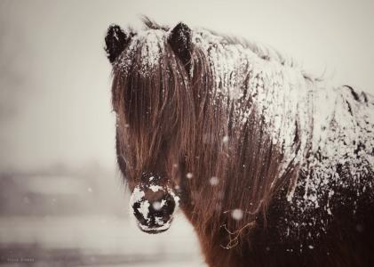 马，马，鬃毛，雪