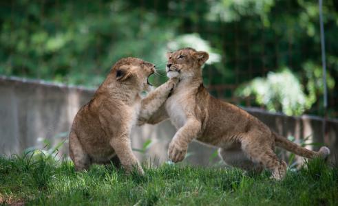 狮子，野猫，掠食者，幼崽，孩子，夫妇，战斗，游戏，战斗