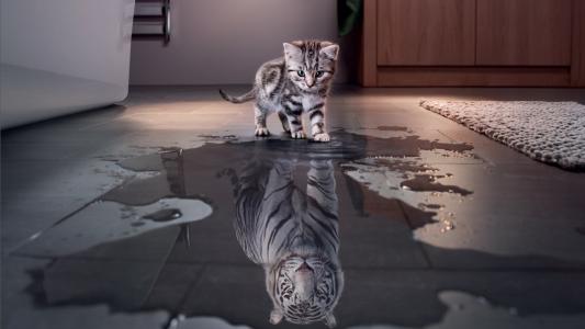 小猫，老虎，水坑，反射