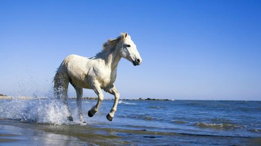马，运行，对，对，海滩，壁纸