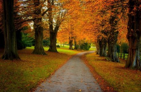 秋天，道路，森林，公园，树木，景观