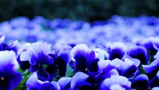 紫罗兰，中提琴，蓝色和白色，花瓣，鲜花，模糊，大自然，鲜花，美丽