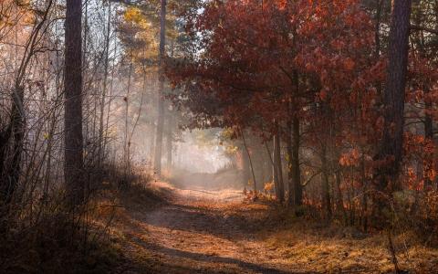 秋天，森林，雾，路