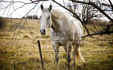 一匹马，篱笆后面，一块田地，一匹马