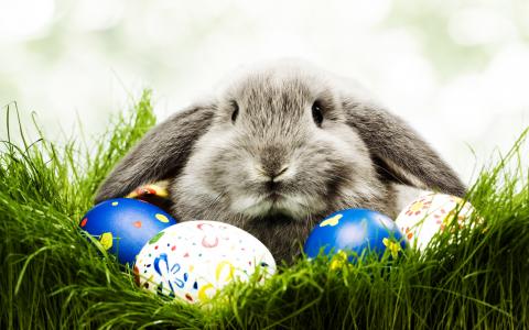 复活节，兔子，壁纸