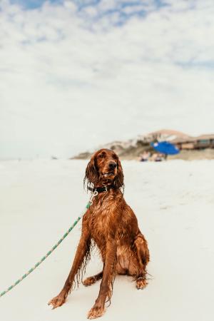 沙滩上的猎犬