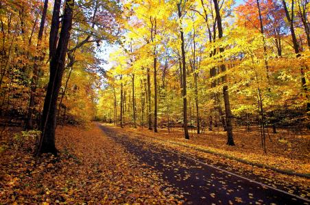 道路，秋季，树木，森林，自然，景观
