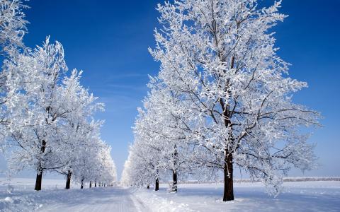 道路，树木，天空，雪