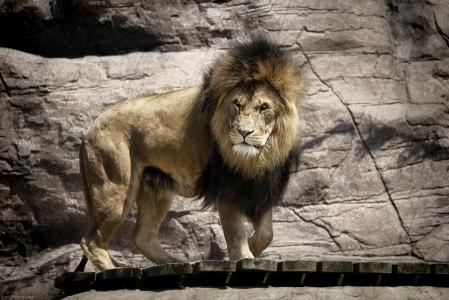 狮子，野猫，捕食者，鬃毛，动物园