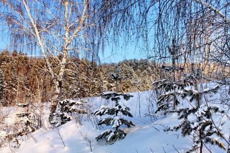 冬天，雪，树木，分支，桦树