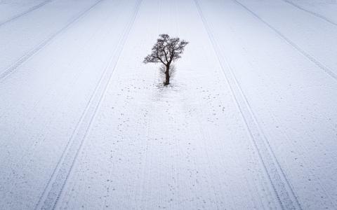 雪地里孤独的树