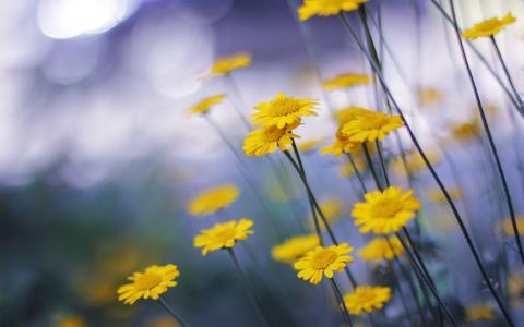 雏菊，黄色，宏观，鲜花，性质