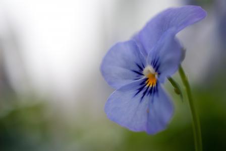 三色堇，紫罗兰，蓝色