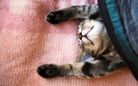 猫，梦，猫，睡觉，床罩，爪子